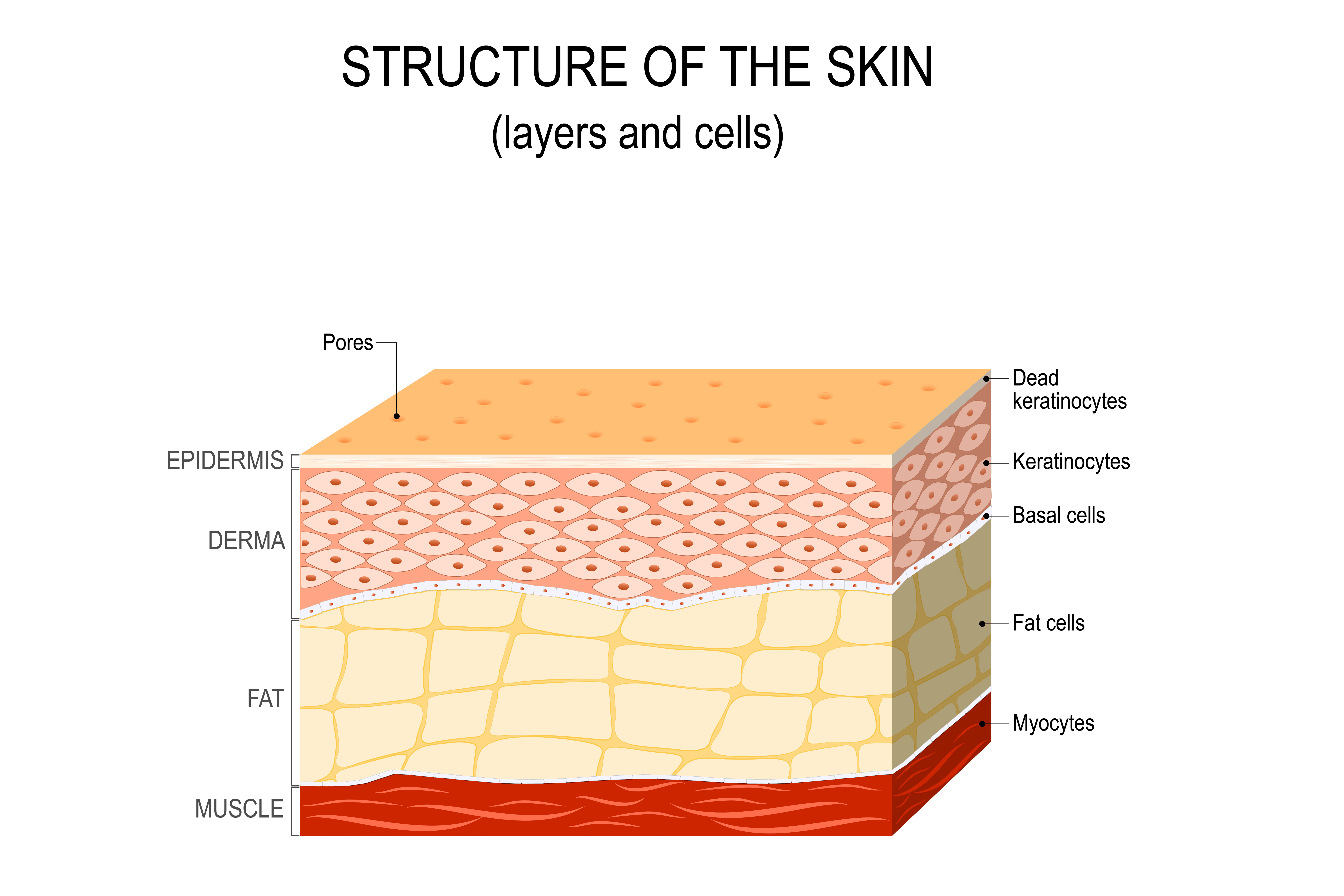 Clinical Dermatology Center — Dermatology clinic in Herndon, VA — photo 5